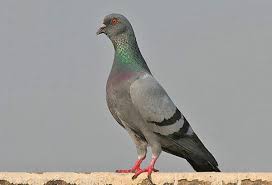 Spinifex pest control service warranty. Bird Removal Bird Control Melbourne Dawson S Australia