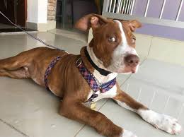 Maybe you would like to learn more about one of these? Red Nose Pitbull 101 What You Need To Know K9 Web