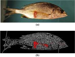 A Fuzzy Approach To Identify Fish Red Spot Disease Emerald Insight