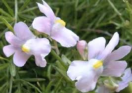 Image result for Nemesia fruticans