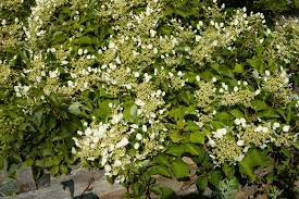 Nothing is worse that having your favorite plants ravaged by nibbling deer. Landscape Plants Rated By Deer Resistance Rutgers Njaes