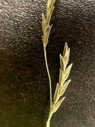 Image result for Eragrostis plana
