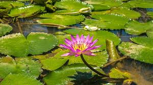 蓮荷園休閒農場-桃園市美食景點農牧場花園、植物園中式料理首選│ 食尚玩家