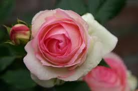 Very few plants will grow when soil is constantly saturated; Best Time To Plant Knock Out Roses In Zone 7 Miss Chen Garden Manage Gfinger Is The Best Garden Manage App