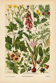 Pin On Botanical