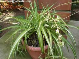 Chlorophytum Comosum Plantas Cuidado De Plantas Plantas De Interior