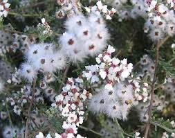 Image result for Eriosema affine