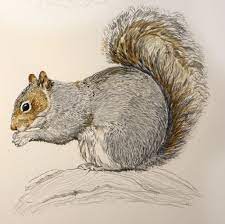 Sketching In Nature Eastern Gray Squirrel Sciurus Carolinensis Squirrel Art Squirrel Painting Eastern Gray Squirrel