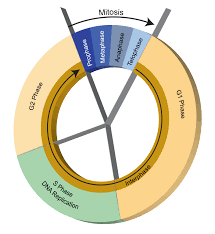 Mitosis is a process cell division, where one cell divides into two identical cells. Cell Cycle