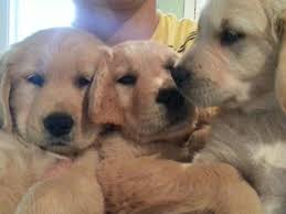 We did not find results for: Akc Golden Retriever Puppies Gig Harborish For Sale In Gig Harbor Washington Classified Americanlisted Com