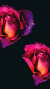 Discover this awesome collection of rose iphone wallpapers. Rose Iphone Wallpapers Wallpaper Cave