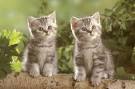 AVAILABLE KITTENS | United States | British Glory Cattery