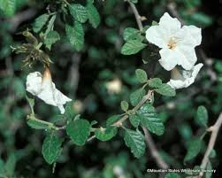 Image result for Cordia