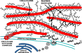 A complex carbohydrate that forms the main constituent of the cell wall in most plants and is important in the manufacture of numerous products, such as. Crystal Structure And Activities Of Expb1 Zea M 1 A B Expansin And Group 1 Pollen Allergen From Maize Pnas
