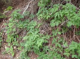 Maybe you would like to learn more about one of these? Clematis Alpina L Mill 1768 Clematite Des Alpes Atragene Des Alpes Overview