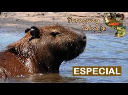Estos animales, también conocidos como capibaras, son los más grandes del grupo de los roedores.pueden llegar a pesar 60 kilos y medir 1,30 metros. Paraguay Salvaje Especial Carpincho Paraguay Salvaje Clase De Espanol