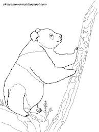 1000 gambar sketsa wajah pemandangan bunga lengkap gambar sketsa hewan gambar sketsa hewan kelinci merupakan salah satu binatang piaraan yang. 93 Gambar Hewan Panda Untuk Mewarnai Gratis Gambar Hewan