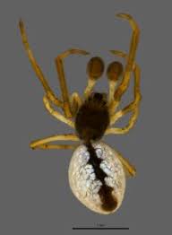 Image result for Osyridicarpos