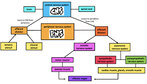 Image result for Autonomic Nervous System