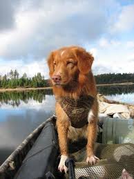 Find nova scotia duck tolling retrievers for sale on oodle classifieds. Manitou Tollers