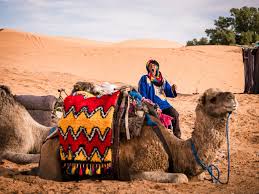 Most fluids are absorbed towards the end of their exceptionally the viscosity of blood in a camel can remain relatively the same even when it is severely dehydrated. How To Plan A Desert Trip To Merzouga And Fun Things To Do In The Desert In Morocco