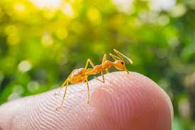 This natural fire ant bite remedy really works! Fire Ant Bites 6 Natural Home Remedies To Treat It Fast Pest Wiki