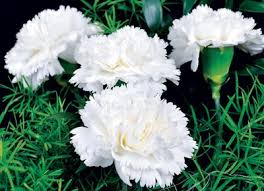 Na grécia antiga consideravam os cravos flores divinas. Como Plantar Cravo Revista Globo Rural Como Plantar