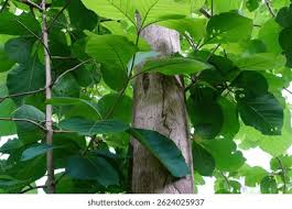 Image result for Tectona