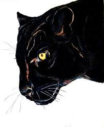 His eyes, too, were black and very bright. Face Black Panther Animal Drawing Easy Novocom Top