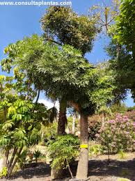 Image result for Cussonia corbisieri