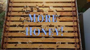 How To Increase Your Honey Yield - Youtube