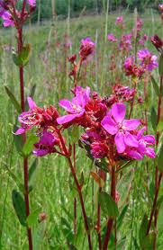 Image result for Heterotis