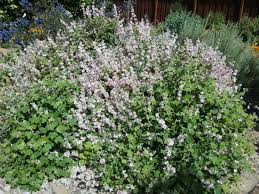 Image result for Moorochloa malacodes