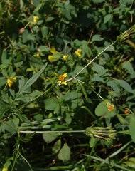 Image result for Ethulia burundiensis