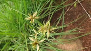 Image result for Pycreus unioloides