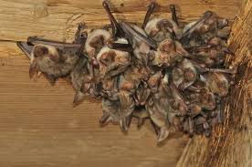 Bat in bedroom what to do. How To Tell If You Have Bats In Your Attic