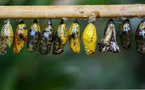 Durga viswanath — sree rama hei rama 04:26. Bagaimana Kitaran Kehidupan Rama Rama Ciri Ciri Utama Biologi Thpanorama Buat Diri Anda Lebih Baik Hari Ini