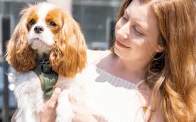 Pet Bloggers Journey 2021: My First Year As A Blogger