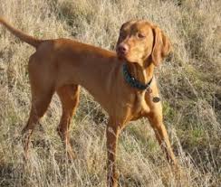 Image result for maďarský krátkosrstý ohař