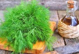 Fr?quence arrosage thym en pot. Le Thym En Pot Entretien Arrosage Exposition Qamp