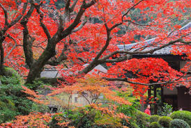 湖東三山の秋 (金剛輪寺) - 自然を求めて近辺ぶらり さん