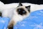 Bad Ragdoll Breeders | Finding the Right Ragdoll Breeder