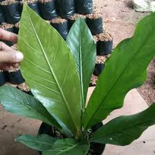 Bunga gelombang cinta dengan bentuk daun yang sedikit kehitaman disertai warna tangkai yang juga berwarna kehitaman. Jual Produk Tanaman Gelombang Cinta Termurah Dan Terlengkap Agustus 2021 Bukalapak