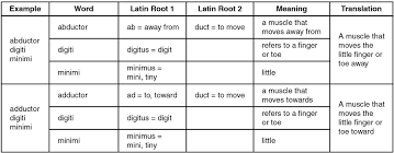 Name and locate the major muscles of the human body (on a torso model, muscle chart, or diagram) and state the action of each. 11 3 Explain The Criteria Used To Name Skeletal Muscles Anatomy Physiology