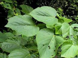 花蓮鐵莧 nature campus plant leaves nature plants