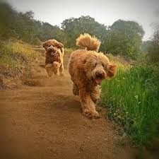 May 12, 2021 · aprox. Pin By Patrice Graham On Puppies Labradoodle Labradoodle Puppy Puppies