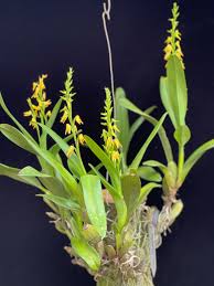 Image result for Polystachya spatella