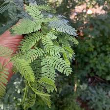 Image result for Prosopis juliflora