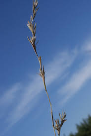 Image result for Cymbopogon caesius