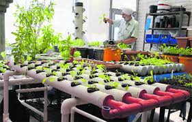 This allows for the roots to absorb the necessary nutrients without the plants. Gardens That Thrive Without Soil